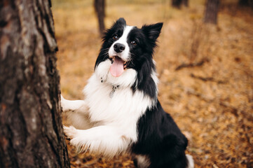 Naklejka na ściany i meble the dog put its paws on the tree. Autumn mood. Border collie in leaf fall in the forest
