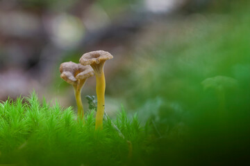 Mushroom Craterellus tubaeformis in close view
