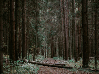 log on a trail in a coniferous forest