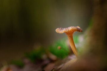 Mushroom Craterellus tubaeformis in close view