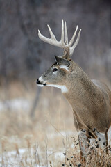 White-tailed deer (Odocoileus virginianus) stag  with full growth antlers, Calgary, Alberta, Canada