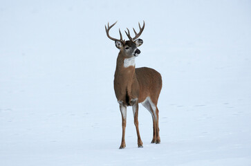 White-tailed deer (Odocoileus virginianus) stag crosses a frozen lake, Calgary, Alberta, Canada