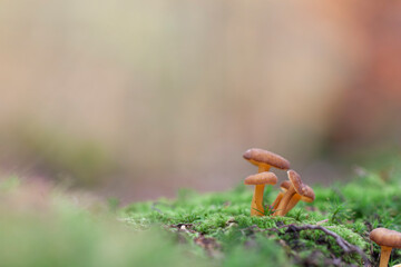 Mushroom Craterellus tubaeformis in close view