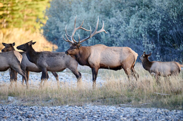 Bull Elk (Wapiti), (Cervus canadensis) guarding his harem of cows, Bow River, Canmore, Alberta, Canada