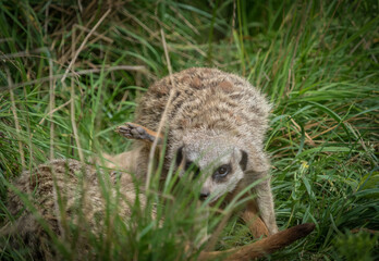 Cute meerkats closeup that are playing in front of the camera, copy space