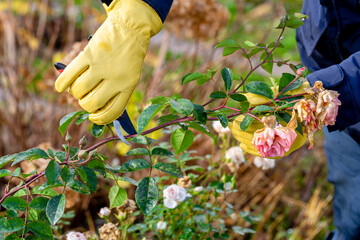Pruning rose bushes in the fall. Garden work. The pruner in the hands of the gardener.