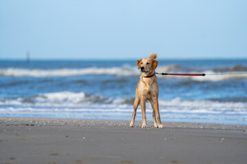 Border collie dog running in the blue water and enjoying the sun at the sand beach. Dog having fun at sea in summer.