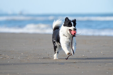 Border collie dog running in the blue water and enjoying the sun at the sand beach. Dog having fun...