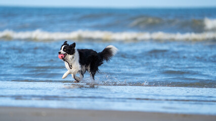 Border collie dog running in the blue water and enjoying the sun at the sand beach. Dog having fun at sea in summer.	
