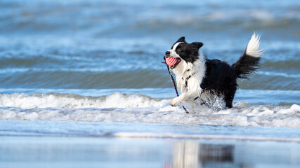 Border collie dog running in the blue water and enjoying the sun at the sand beach. Dog having fun at sea in summer.	
