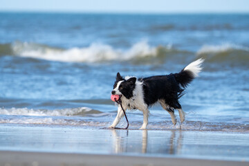 Dog playing at the beach.Border collie dog running in the blue water and enjoying the sun at the sand beach. Dog having fun at sea in summer.	