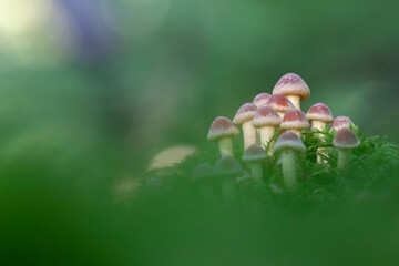 Mushroom Hypholoma in close view growing on decaying wood