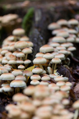 Mushroom Hypholoma in close view growing on decaying wood