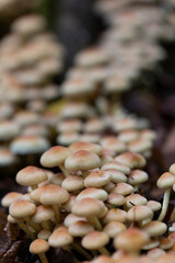Mushroom Hypholoma in close view growing on decaying wood