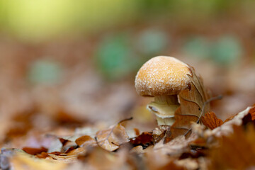 Mushroom Hypholoma in close view growing on decaying wood