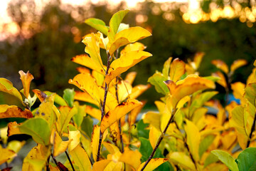 yellow flowers in autumn