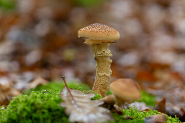 Mushroom Hypholoma in close view growing on decaying wood