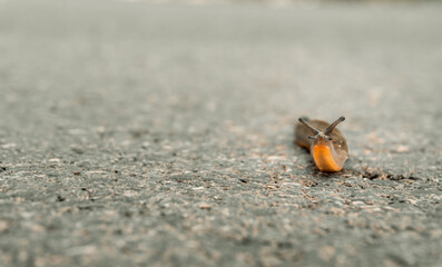 Macro closeup with selective focus to a slug walking along the asphalt of a road.