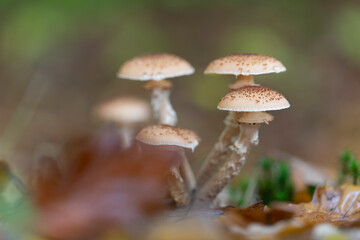 Mushroom Hypholoma in close view growing on decaying wood