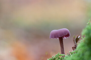 Deceiver Mushroom Laccaria amethystina in close view