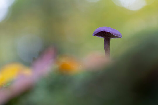Deceiver Mushroom Laccaria amethystina in close view