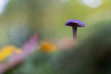 Deceiver Mushroom Laccaria amethystina in close view