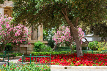 Nerium oleander trees covered with vibrant pink flowers and a red flowerbed in the park in the Lower Barrakka Gardens in Valletta, Malta.