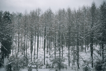Bosque de pinos verdes en invierno nevado con el cielo nublado en el País Vasco