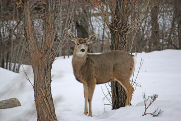 Fototapeta premium Mule deer in winter 