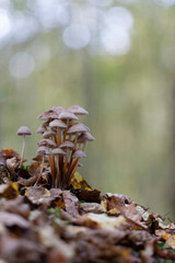 Mycena growing on a fallen oak branch or on the soil