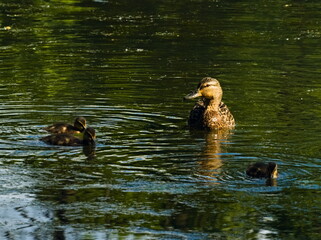 The mallard. (Anas platyrhynchos). Duck in the pond. Duck family in the water. Female with young ducklings