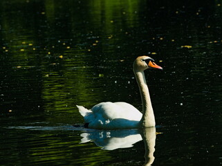 Mute swan (Cygnus olor) white swan swimming in a pond
