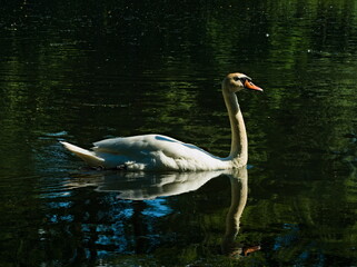 Mute swan (Cygnus olor) white swan swimming in a pond