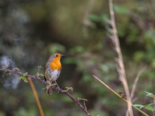 European Robin in their natural environment.