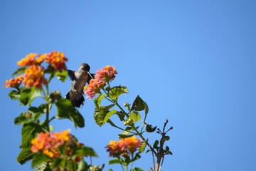 Black-chinned Hummingbird Between Flowers