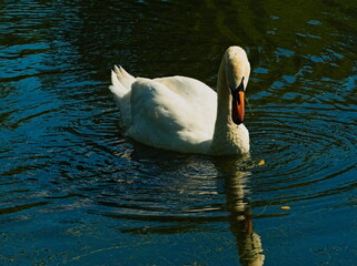 Mute swan (Cygnus olor) white swan swimming in a pond