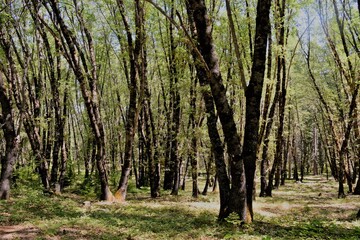 Obraz premium Along Roadside to Siskiyou Lake