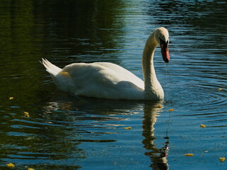 Obraz premium Mute swan (Cygnus olor) white swan swimming in a pond