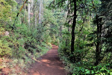 Fototapeta na wymiar McCloud Falls Trail