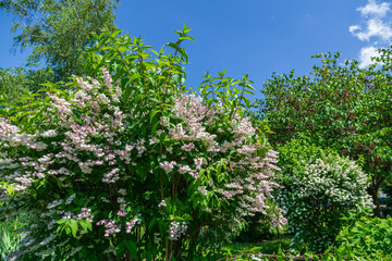 Shrub with beautiful white and pink full flowers Deutzia scabra 