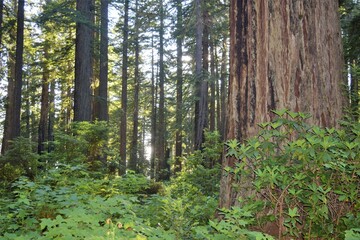 Fototapeta premium Trillium Falls Trail at Elk Meadows, California