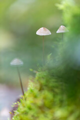 Mycena growing on a fallen oak branch or on the soil