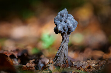 Grubenlorchel (Helvella lacunosa)