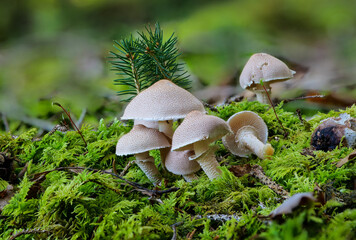 Starkriechender Körnchenschirmling (Cystoderma carcharias)