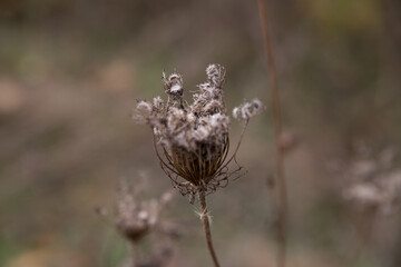 Thistle flower in the autumn field