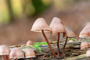 Mycena growing on a fallen oak branch or on the soil