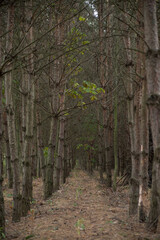 Path in the autumn forest