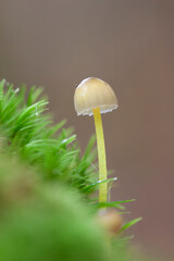 Mycena growing on a fallen oak branch or on the soil