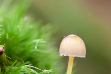 Mycena growing on a fallen oak branch or on the soil