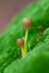 Mycena growing on a fallen oak branch or on the soil